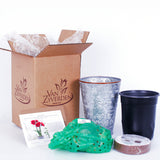 Amaryllis - Cherry Nymph - Kit - with Southwest Metal Cachepot