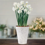 Narcissus - Paperwhite - Kit - with Metal White Chalk Cachepot
