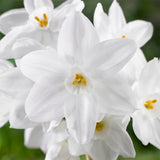 Narcissus - Paperwhite