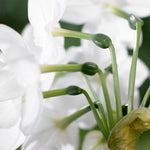 Narcissus - Paperwhite - Mammoth