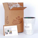 Narcissus - Paperwhite - Kit - with Metal White Chalk Cachepot