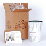 Narcissus - Paperwhite - Kit - with Metal White Chalk Cachepot