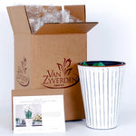 Narcissus - Paperwhite - Kit - with Metal White Chalk Cachepot