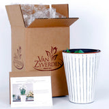 Narcissus - Paperwhite - Kit - with Metal White Chalk Cachepot