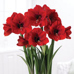 Amaryllis - Red Lion - Boxed Gift Kit