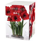 Amaryllis - Red Lion - Boxed Gift Kit