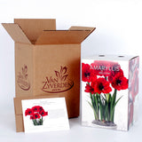 Amaryllis - Red Lion - Boxed Gift Kit