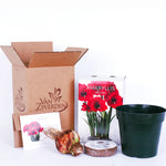 Amaryllis - Red Lion - Boxed Gift Kit