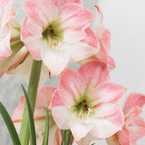 Amaryllis - Apple Blossom - Kit - with Ceramic French Vanilla Planter