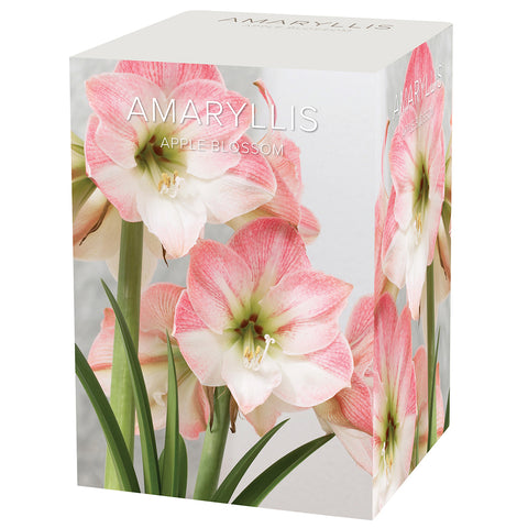 Amaryllis - Appleblossom - Boxed Gift Kit