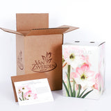 Amaryllis - Appleblossom - Boxed Gift Kit