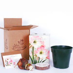 Amaryllis - Appleblossom - Boxed Gift Kit