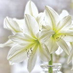 Amaryllis - Mont Blanc - Boxed Gift Kit