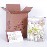 Amaryllis - Mont Blanc - Boxed Gift Kit