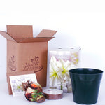 Amaryllis - Mont Blanc - Boxed Gift Kit