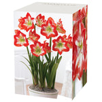 Amaryllis - Minerva - Boxed Gift Kit