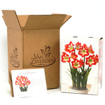 Amaryllis - Minerva - Boxed Gift Kit