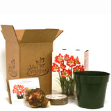 Amaryllis - Minerva - Boxed Gift Kit