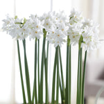 Narcissus - Paperwhite - Boxed Gift Kit