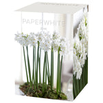 Narcissus - Paperwhite - Boxed Gift Kit