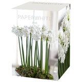 Narcissus - Paperwhite - Boxed Gift Kit