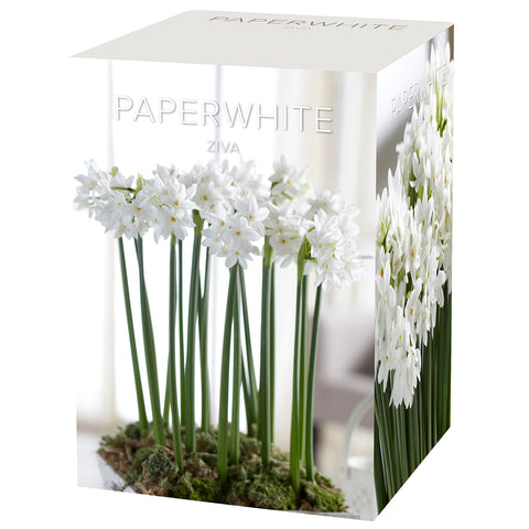 Narcissus - Paperwhite - Boxed Gift Kit