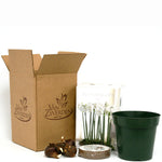 Narcissus - Paperwhite - Boxed Gift Kit