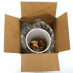Narcissus - Paperwhite - Kit - with Ceramic White Snowflake Planter