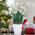 Narcissus - Paperwhite - Kit - with Ceramic White Snowflake Planter