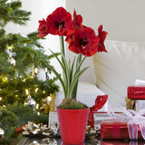 Amaryllis - Red Lion - Kit - with Ceramic Red Snowflake Planter