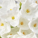 Narcissus - Paperwhite - Mammoth