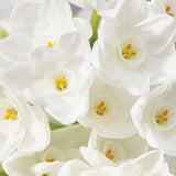 Narcissus - Paperwhite - Low Scent - Giant Christmas Daffodils