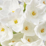 Narcissus - Paperwhite - Kit - with Ceramic Red Ribbed Planter