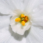 Narcissus - Paperwhite - Kit - with Metal White Chalk Cachepot