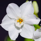 Narcissus - Paperwhite - Bulbs - in Emerald Gift Bag