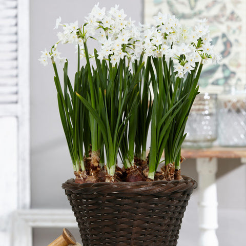 Narcissus - Paperwhite - Ziva - Kit - with 6.5" Round Table Top Rattan Basket