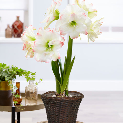 Amaryllis - Amadeus Candy - Kit - with 6.5" Round Table Top Rattan Basket