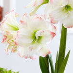 Amaryllis - Amadeus Candy - Kit - with 6.5" Round Table Top Rattan Basket