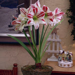 Amaryllis - Ambiance - Kit - with 6.5" Round Table Top Rattan Basket