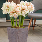 Amaryllis - Nymph - Kit - with Decorative Faux Rattan Floor Planter, Planting Medium & Gloves