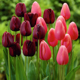 Tulip - Park Avenue Blend