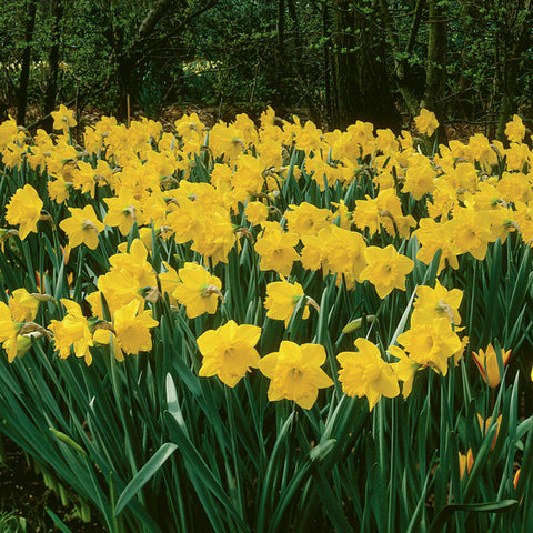 Daffodil - King Alfred Type - Improved Classic