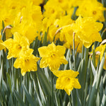 Daffodil - Yellow Trumpet - Colossal