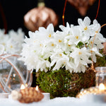 Narcissus - Paperwhite - Kit - with Ceramic White Snowflake Planter