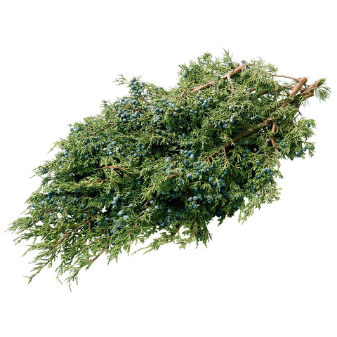 Live - Fresh Cut - Northwest Blue-Berried Juniper Branches