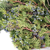 Live - Fresh Cut - Northwest Blue-Berried Juniper Branches