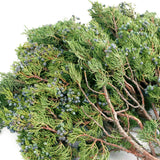 Live - Fresh Cut - Northwest Blue-Berried Juniper Branches