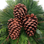 Live - Fresh Cut - Northwest Classic Timeless Holiday Door Swag