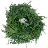 Live - Fresh Cut - Northwest Cedar Coil Garland