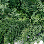 Live - Fresh Cut - Northwest Cedar Coil Garland